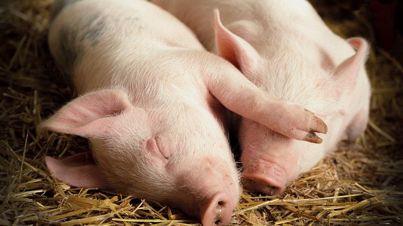 Giá heo hơi hôm nay 19/04 tại miền Nam