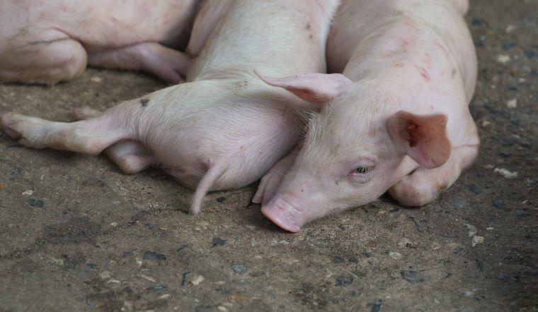 Giá heo hơi hôm nay 19/04: Phía Bắc tăng nhẹ từ 1.000 đồng/kg