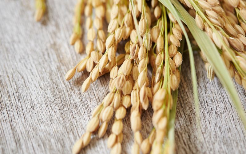 Giá lúa hôm nay 20/4