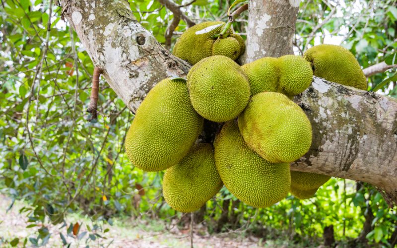 Nhánh mít Thái có nhiều trái đẹp thì chọn trái nào?