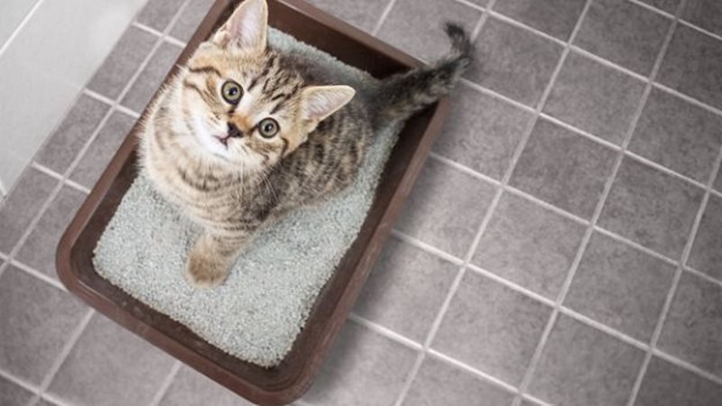 Nên tập thói quen cho mèo đi vệ sinh đúng chỗ
