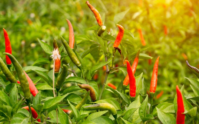 Giá ớt hôm nay 22/04/2024