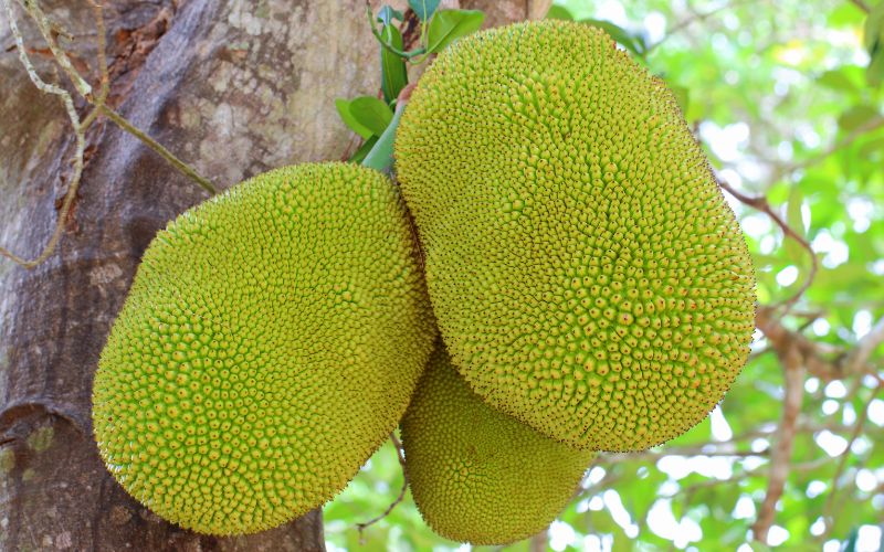 Giá mít Thái hôm nay 22/4