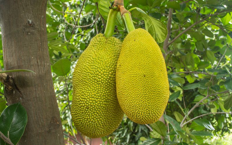 Bông mít Thái bị ốm có làm mập lên được không?