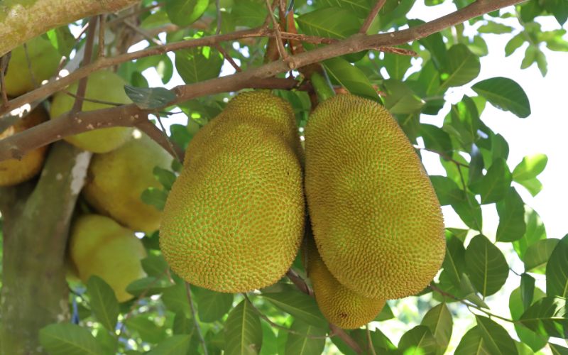 Giá mít Thái hôm nay 23/4