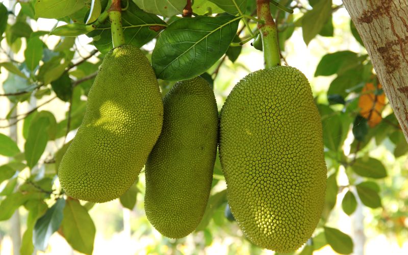 3 đặc điểm nhận dạng trái mít Thái dễ bị lép, xơ đen