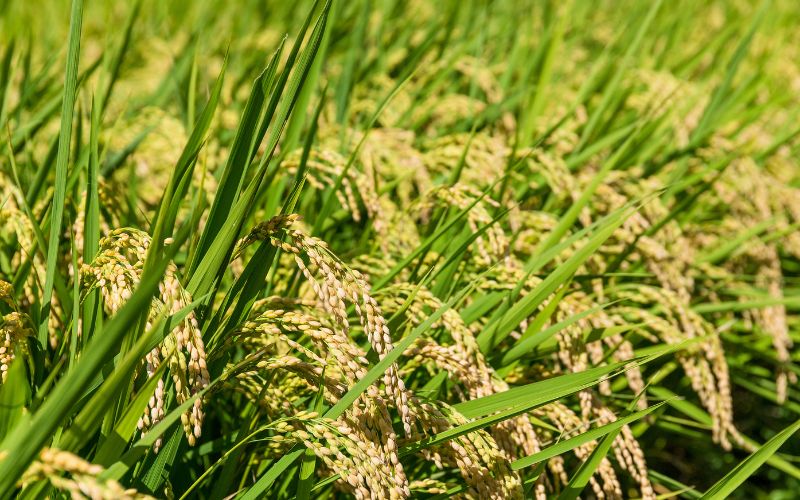 Giá lúa hôm nay 24/4