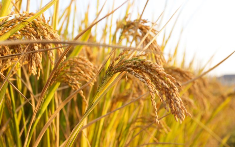 Giá lúa hôm nay 25/4