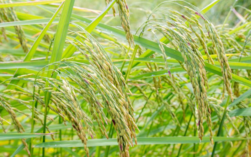 Giá lúa hôm nay 26/4