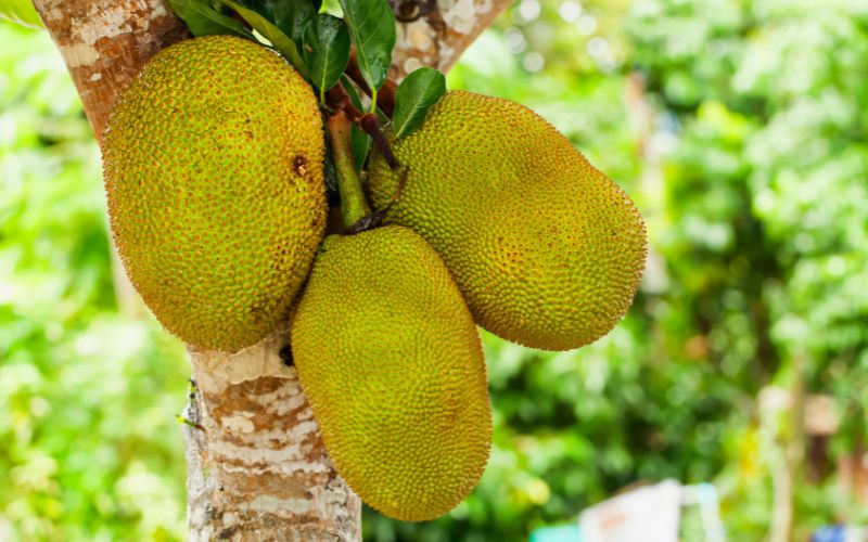 Giá mít Thái hôm nay 26/4