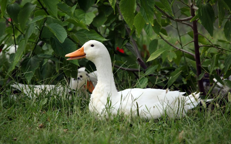 Giá vịt hôm nay ngày 27/04 Giá vịt hôm nay ngày 27/04