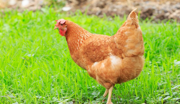 Giá gia cầm hôm nay 27/04/2024: Giá gà Mía giảm, vịt đồng loạt tăng