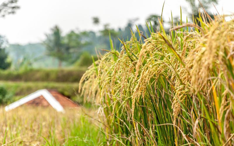 Giá gạo hôm nay 27/4