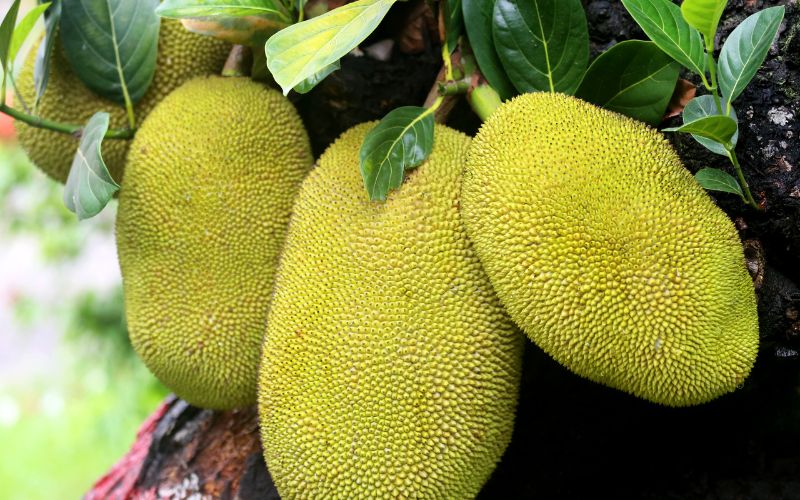 Giá mít Thái hôm nay 27/4