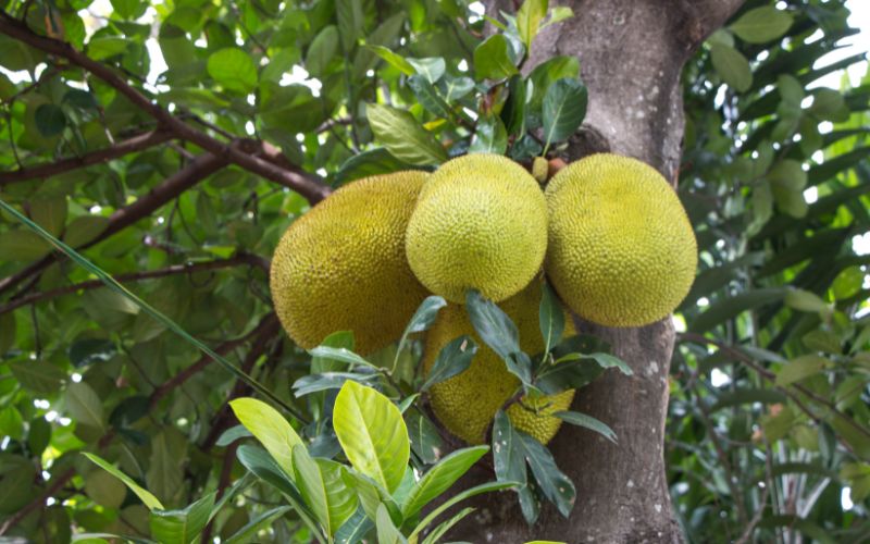 Cách phòng ngừa rầy phấn trắng ở cây mít Thái