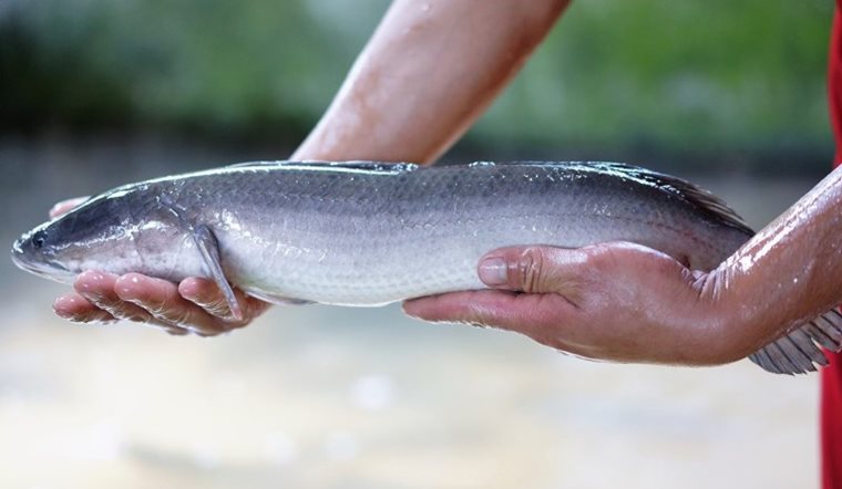 Mẹ bầu ăn cá lóc có tốt không? Lợi ích khi bà bầu ăn cá lóc