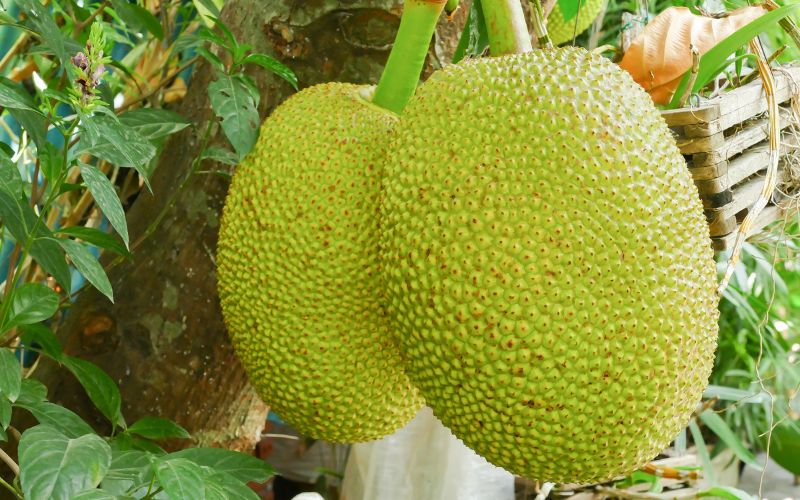 Nên là gì khi mít Thái đỏ lá do sốc thuốc? Nên là gì khi mít Thái đỏ lá do sốc thuốc?