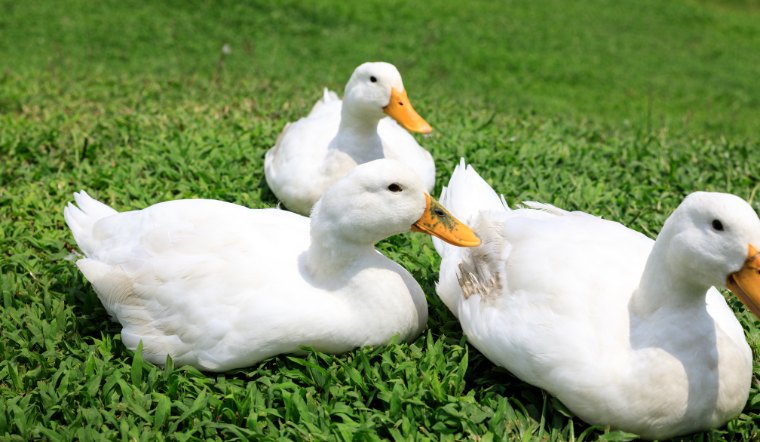 Giá gia cầm hôm nay 02/05/2024: Yên ắng sau kỳ nghỉ lễ