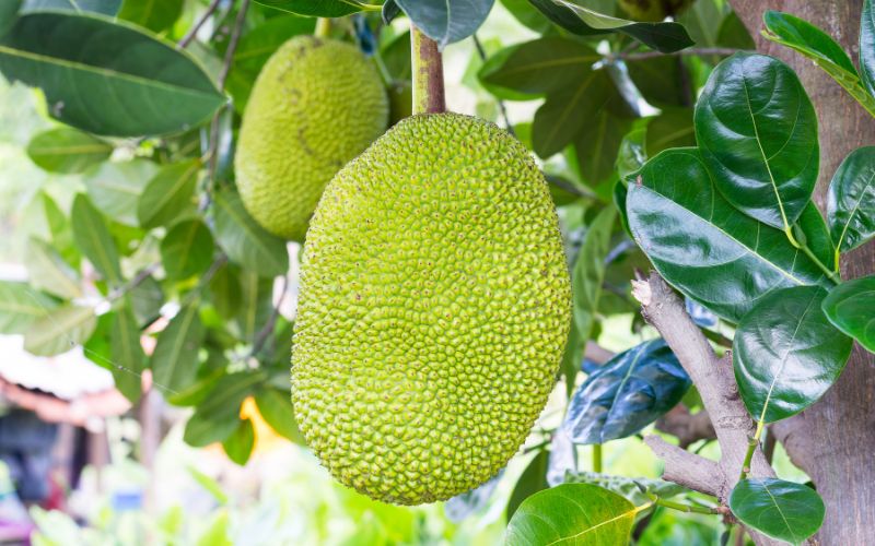 Vì sao cần quét vôi cuống mít Thái? Vì sao cần quét vôi cuống mít Thái?