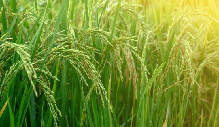 Giá lúa gạo hôm nay 03/5/2024: Tiếp tục ổn định