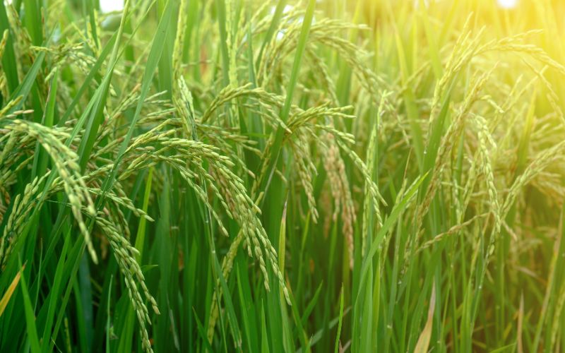 Giá lúa hôm nay 03/5 Giá lúa hôm nay 03/5