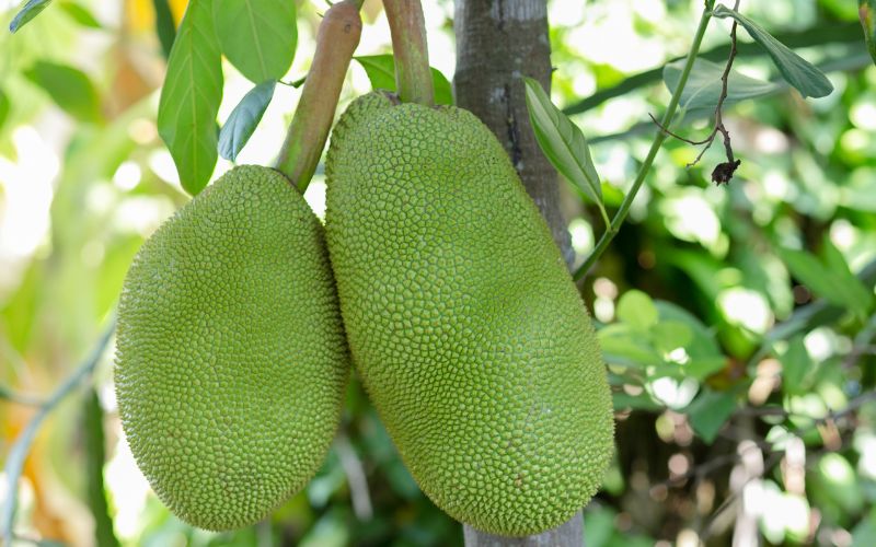 Muốn trái mít mập, tròn đều phải tưới vườn thường xuyên Muốn trái mít mập, tròn đều phải tưới vườn thường xuyên