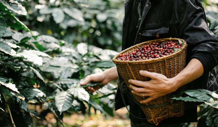 Giá cà phê hôm nay ngày 03/05/2024: Giảm mạnh 12.500 đồng/kg