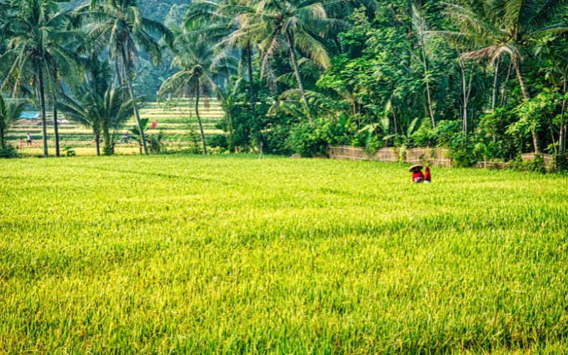 Giá gạo hôm nay 04/5 Giá gạo hôm nay 04/5