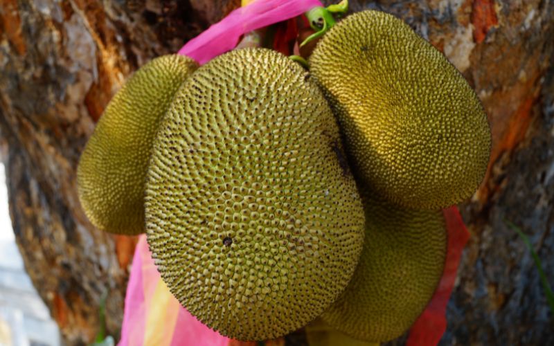 Phòng bệnh mít thối trái, mít ngủ ngày Phòng bệnh mít thối trái, mít ngủ ngày