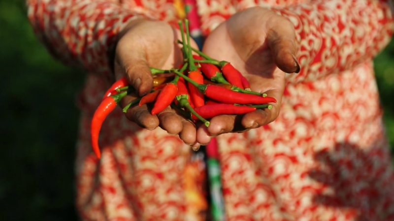 Giá ớt hôm nay 06/05/2024 cập nhật mới nhất