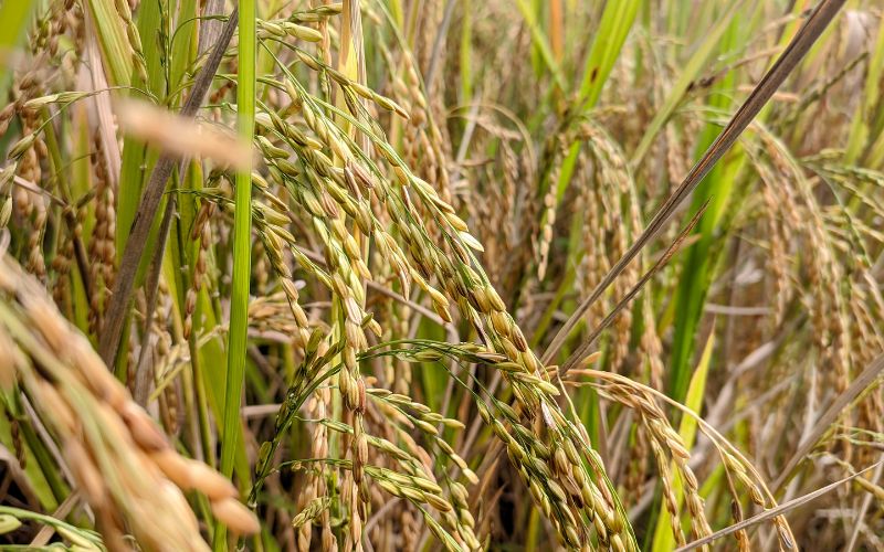 Giá lúa hôm nay 06/5