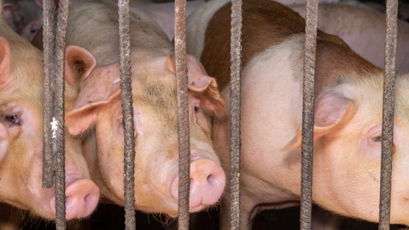 Giá heo hơi hôm nay 07/05 tại miền Trung, Tây Nguyên Giá heo hơi hôm nay 07/05 tại miền Trung, Tây Nguyên