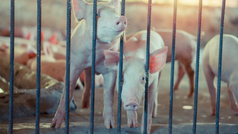 Giá heo hơi hôm nay 07/05 tại miền Nam Giá heo hơi hôm nay 07/05 tại miền Nam