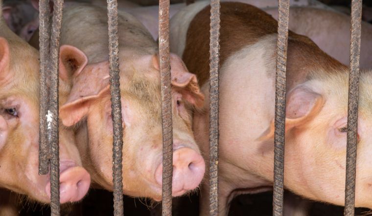 Giá heo hơi hôm nay 07/05: Tăng từ 1.000 - 2.000 đồng/kg