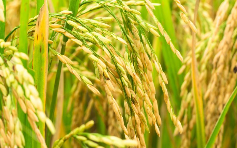 Giá lúa hôm nay 07/5