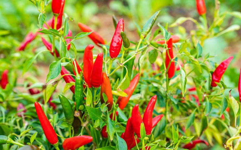 Giá ớt hôm nay 08/05/2024 mới nhất