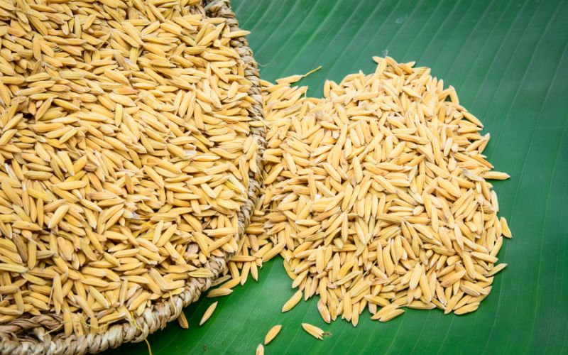 Giá lúa hôm nay 08/5 Giá lúa hôm nay 08/5