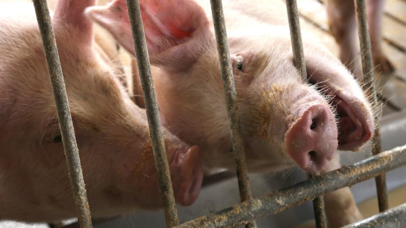 Giá heo hơi hôm nay 08/05 tại miền Bắc Giá heo hơi hôm nay 08/05 tại miền Bắc