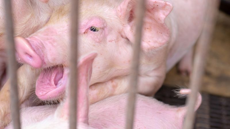 Giá heo hơi hôm nay 08/05 tại miền Trung, Tây Nguyên Giá heo hơi hôm nay 08/05 tại miền Trung, Tây Nguyên