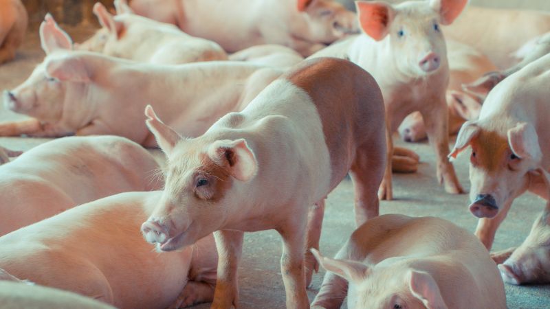 Giá heo hơi hôm nay 08/05 tại miền Nam Giá heo hơi hôm nay 08/05 tại miền Nam