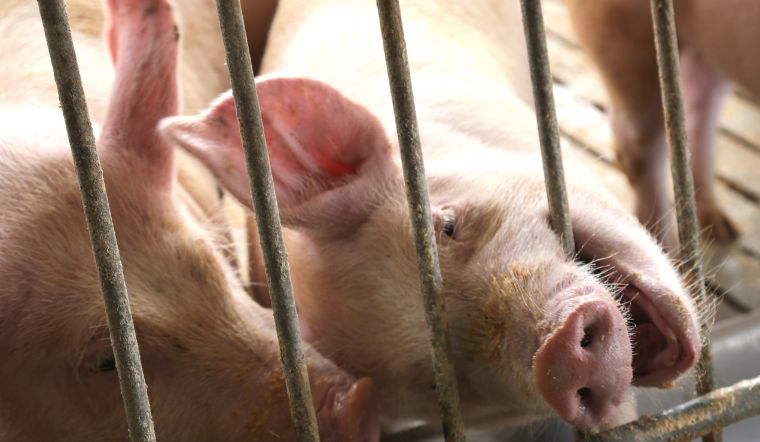 Giá heo hơi hôm nay 08/05: Tăng nhẹ giữa tuần