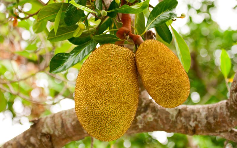 Giá mít Thái hôm nay 08/5 Giá mít Thái hôm nay 08/5