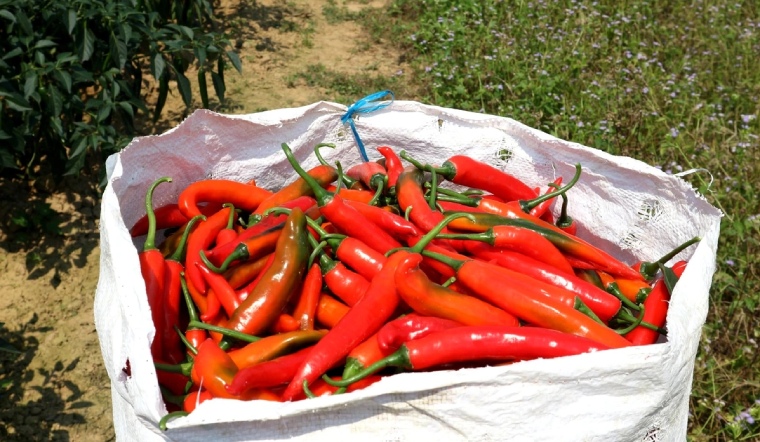 Giá ớt hôm nay 09/05/2024: Tạm thời chững giá