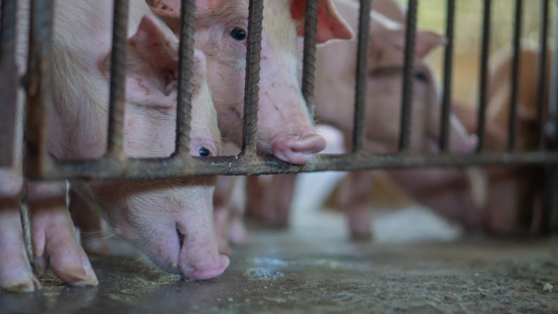 Giá heo hơi hôm nay 09/05 tại miền Trung, Tây Nguyên Giá heo hơi hôm nay 09/05 tại miền Trung, Tây Nguyên