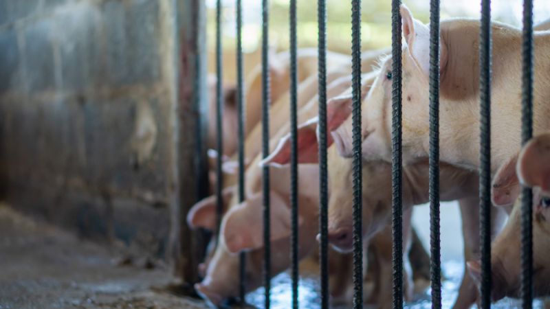 Giá heo hơi hôm nay 09/05 tại miền Nam Giá heo hơi hôm nay 09/05 tại miền Nam