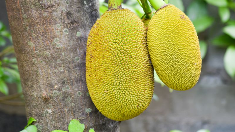 Đắp đất vào đầu trái mít Thái để làm gì? Đắp đất vào đầu trái mít Thái để làm gì?