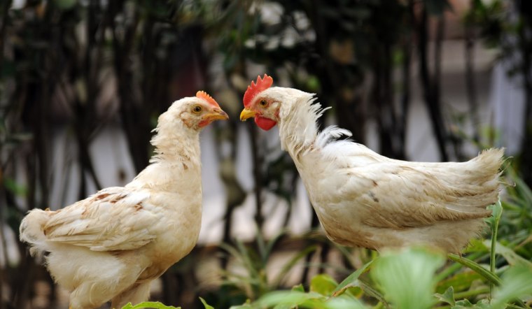 Giá gia cầm hôm nay 10/05/2024: Thêm một ngày không đổi
