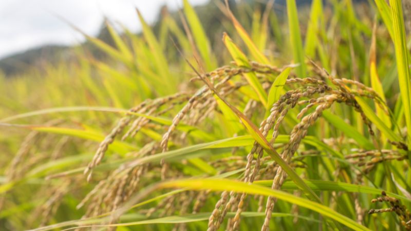 Giá lúa hôm nay 10/5