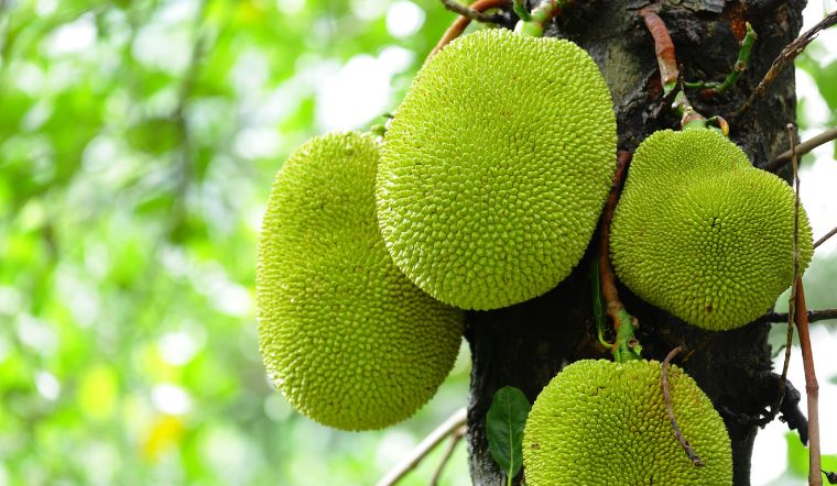 Giá mít Thái hôm nay 10/5/2024: Điều chỉnh giảm giá