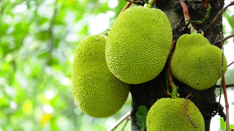 Nguyên nhân mít Thái méo trái, cong eo Nguyên nhân mít Thái méo trái, cong eo